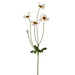 29" Silk Wild Anemone Flower Stem -Cream (pack of 12) - FSA300-CR