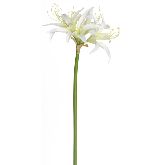 29" Silk Spider Amaryllis Flower Stem -Cream (pack of 12) - FSA753-CR