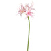 29" Silk Spider Amaryllis Flower Stem -Pink (pack of 12) - FSA753-PK