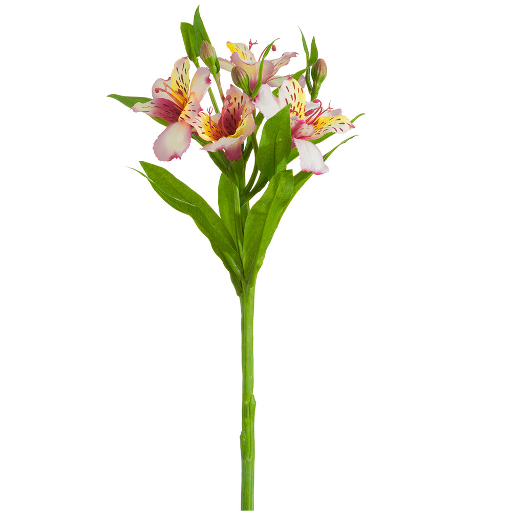 bolero rose plant Bolero Rose for Sale – Fragrant White main image 1