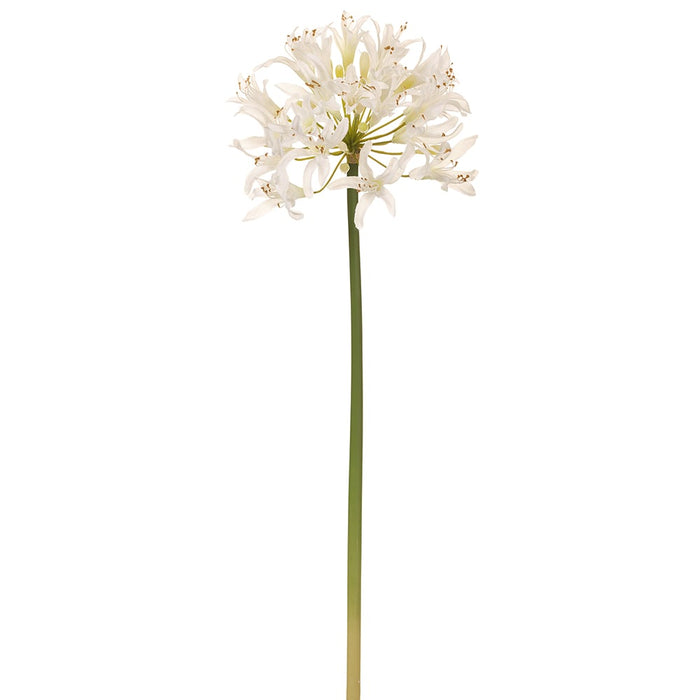 22" Silk Agapanthus Flower Stem -White (pack of 12) - FSA850-WH
