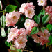 52" Cherry Blossom Silk Flower Stem -Pink (Pack of 12) - FSB090-PK