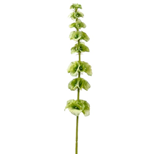29" Silk Bells Of Ireland Flower Spray -Light Green (pack of 12) - FSB414-GR/LT