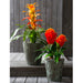 14" Silk Bromeliad Plant Flower Bush -Flame (Pack of 24) - FSB906-FL