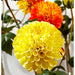 31" Silk Dahlia Flower Stem -Yellow/Red (pack of 12) - FSD291-YE/RE