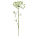 38" Dill Artificial Flower Stem -Cream (pack of 6) - FSD403-CR