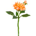 13.5" Silk Dahlia Flower Stem -Coral (pack of 12) - FSD718-CO