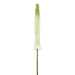 33" Eremurus Foxtail Lily Silk Flower Stem -White/Green (pack of 12) - FSF346-WH/GR