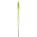 44" Eremurus Foxtail Lily Silk Flower Stem -White/Green (pack of 12) - FSF347-WH/GR