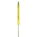 44" Eremurus Foxtail Lily Silk Flower Stem -Yellow/Green (pack of 12) - FSF347-YE/GR
