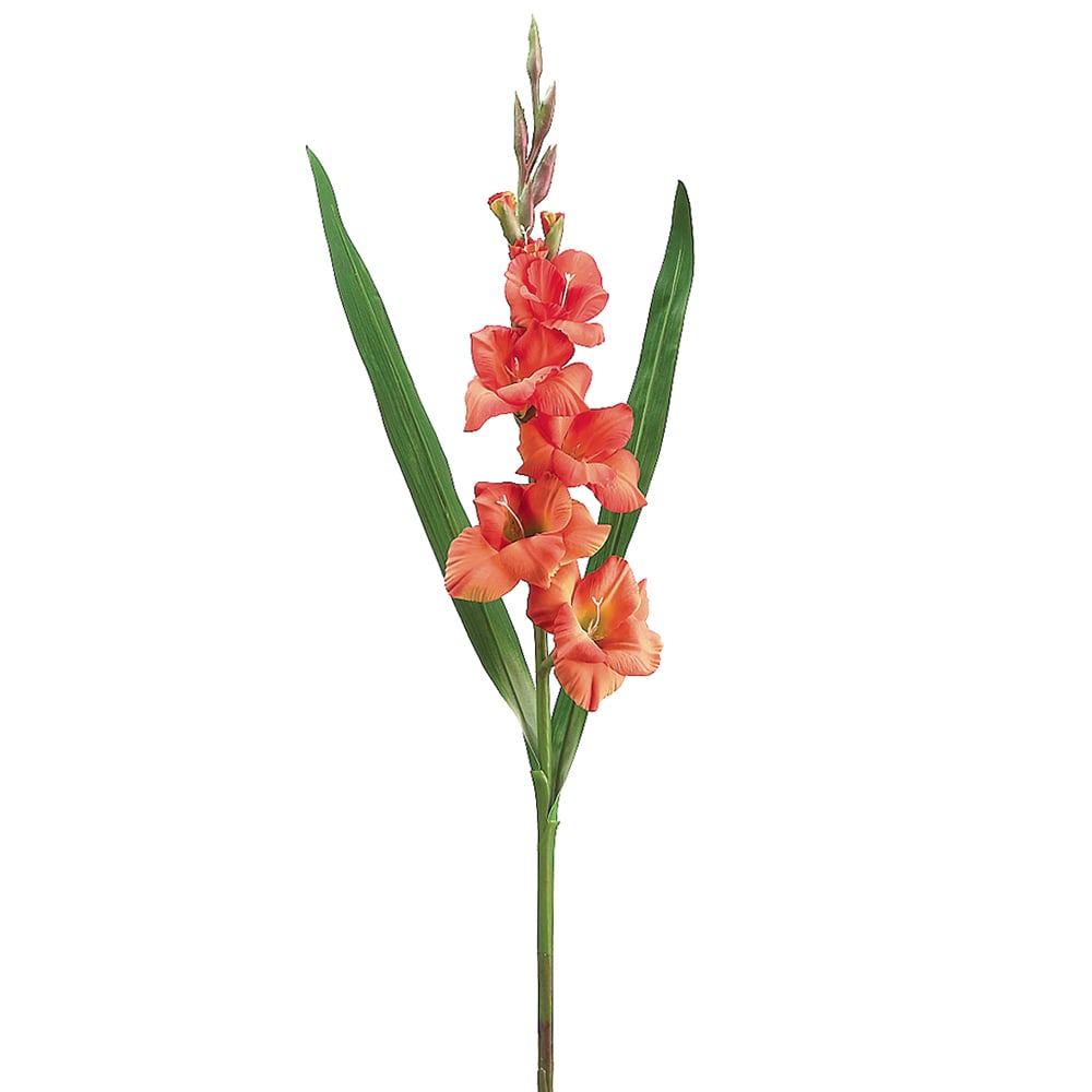 Gladiolus Bush Flower Stems - Set of 5