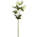 25" Silk Helleborus Flower Stem -2 Tone Green (pack of 12) - FSH305-GR/TT