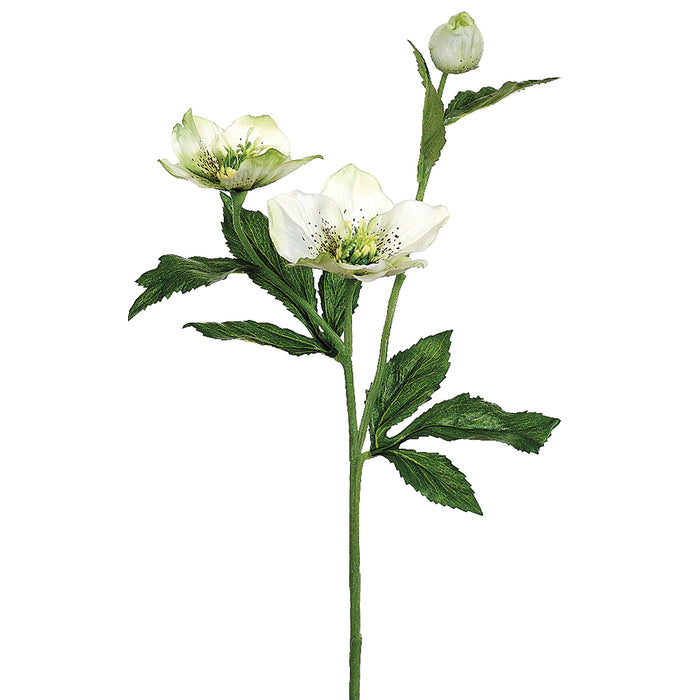 22" Silk Helleborus Flower Spray -Cream/Green (pack of 12) - FSH321-CR/GR
