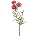 24" Silk Blooming Kaaps Green Flower Spray -Hot Pink (pack of 12) - FSK547-PK/HT