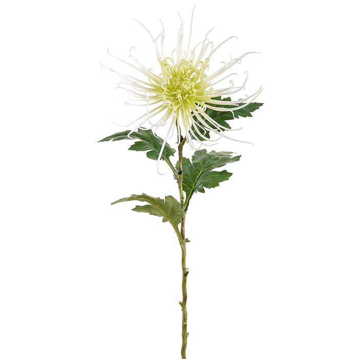 green spider mum plants 28" Spider Mum Silk Flower Stem -White/Green (Pack of 12)