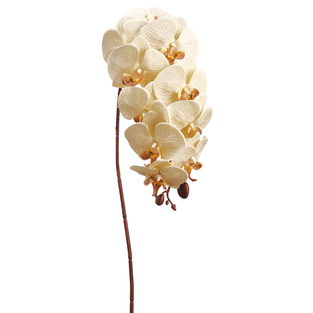 30" Silk Phalaenopsis Orchid Flower Stem -Beige (pack of 12) - FSO303-BE