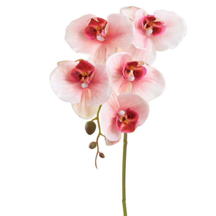 20.5" Phalaenopsis Orchid Silk Flower Stem -Peach/Beauty (pack of 12) - FSO366-PE/BT