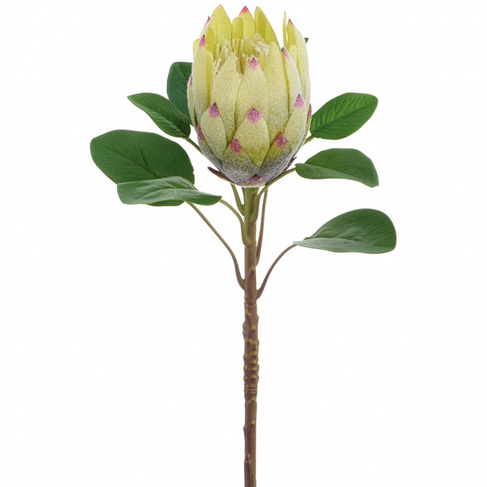 28" Protea Artificial Flower Stem -Green/Cream (Pack of 12) - FSP005-GR/CR
