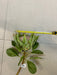 29" Protea Silk Flower Stem -Green (pack of 12) - FSP012-GR