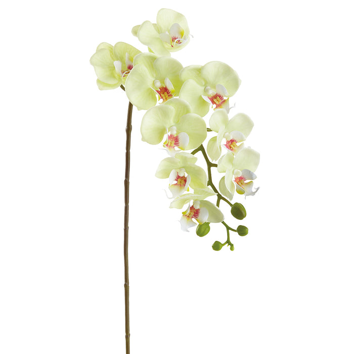 29" Real Touch Phalaenopsis Orchid Silk Flower Stem -Green (Pack of 12) - FSP090-GR