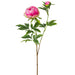 26.5" Silk Peony Flower Stem -Fuchsia (pack of 12) - FSP102-FU