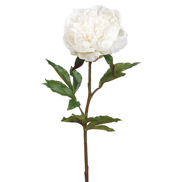 30" Real Touch Peony Silk Flower Stem -Cream (pack of 12) - FSP104-CR