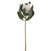 33" Artificial Protea Flower Stem -Beige (pack of 12) - FSP115-BE