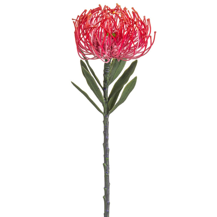 14" Artificial Pincushion Protea Flower Stem -Beauty (pack of 12) - FSP211-BT