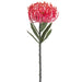 14" Artificial Pincushion Protea Flower Stem -Beauty (pack of 12) - FSP211-BT