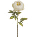 24" Silk Peony Flower Stem -Ivory (pack of 12) - FSP267-IV