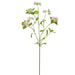 30" Silk Evening Primrose Flower Stem -Blush (pack of 12) - FSP306-BS