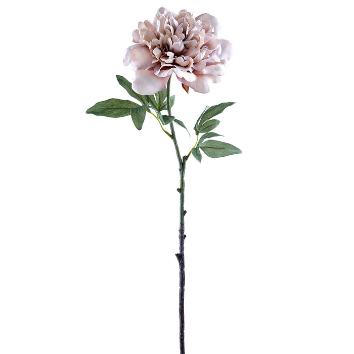 34.5" Silk Peony Flower Stem -Cream (pack of 12) - FSP369-CR