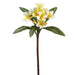 22" Frangipani Plumeria Silk Flower Stem -2 Tone Yellow (pack of 12) - FSP383-YE/TT