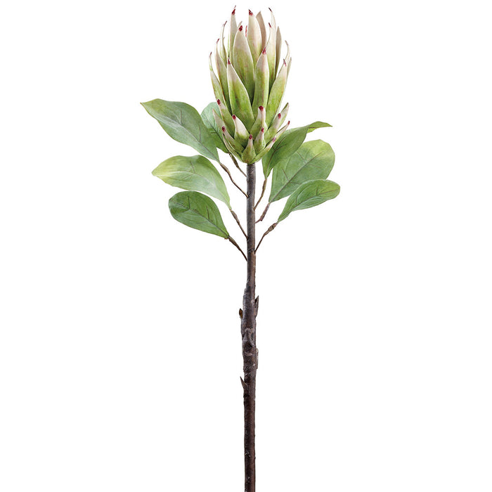 29" Protea Faux Flower Stem -Cream/Green (Pack of 12) - FSP436-CR/GR