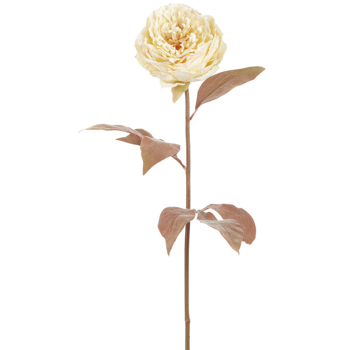 23" Silk Peony Flower Stem -Cream (Pack of 12) - FSP573-CR