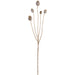 30" Artificial Poppy Pod Flower Stem -Beige (Pack of 12) - FSP670-BE