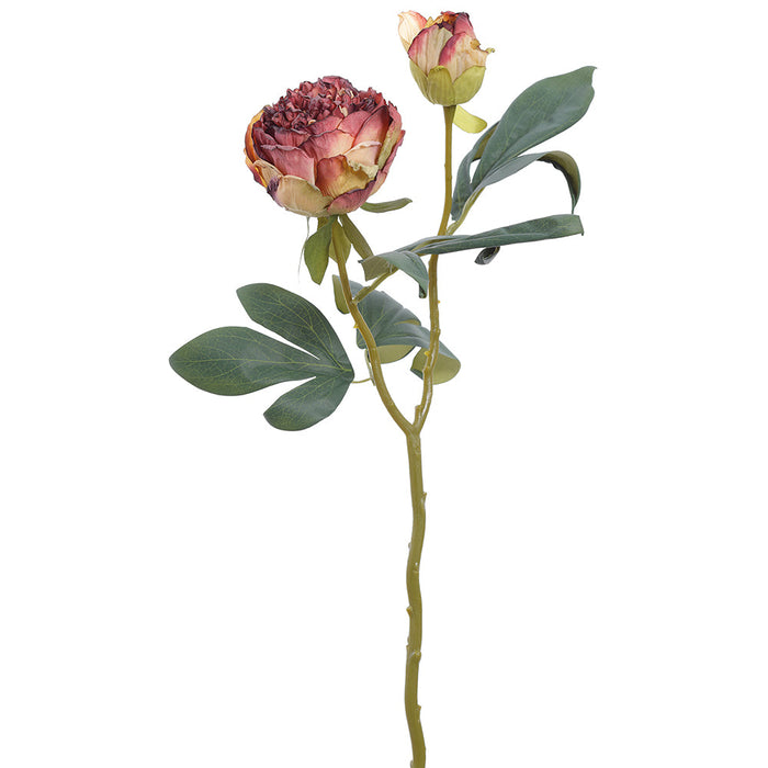 19" Dried-Look Peony Silk Flower Stem -2 Tone Burgundy (Pack of 12) - FSP693-BU/TT
