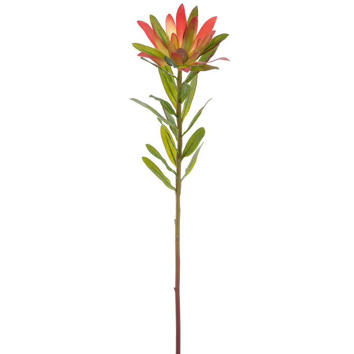 23" Protea Silk Flower Stem -Crimson/Green (Pack of 12) - FSP724-CS/GR