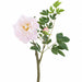 23" Real Touch Peony Silk Flower Stem -Blush (Pack of 12) - FSP741-BS