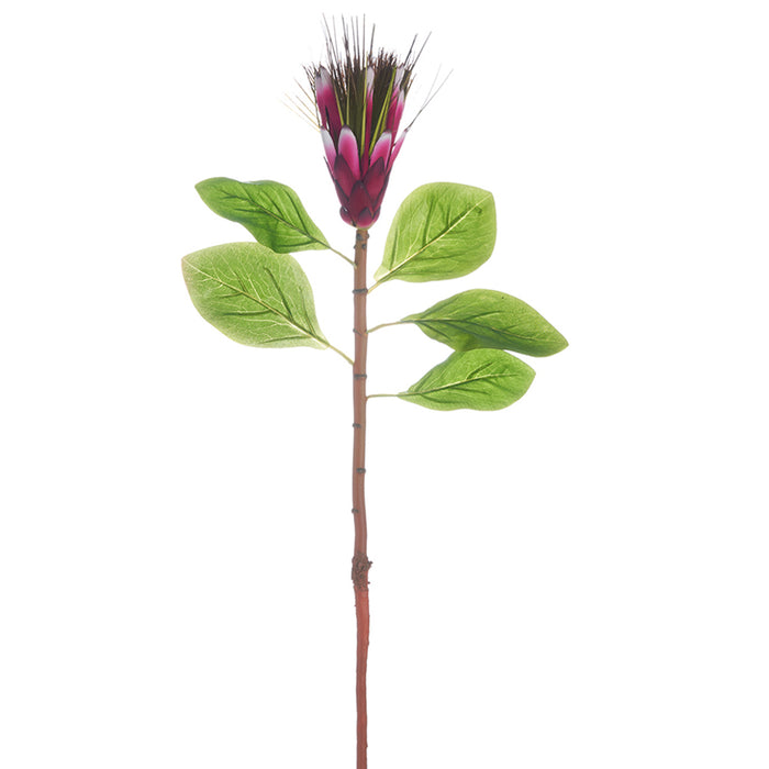 31" Silk Protea Flower Stem -Beauty (pack of 12) - FSP824-BT