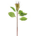 31" Silk Protea Flower Stem -Green (pack of 12) - FSP824-GR