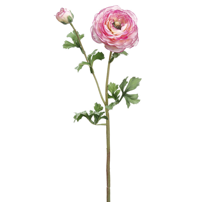 24.75" Silk Ranunculus Flower Stem -Cream/Beauty (pack of 12) - FSR229-CR/BT