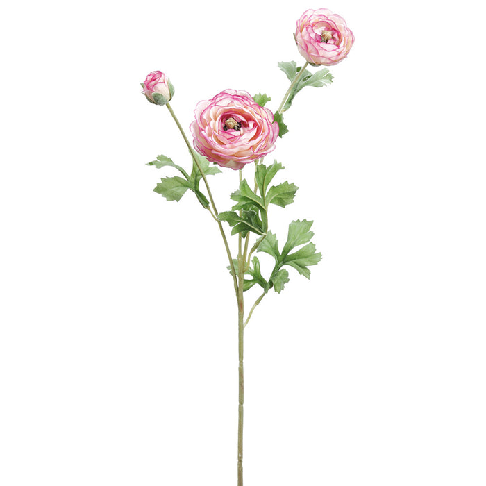 25.5" Silk Ranunculus Flower Stem -Cream/Beauty (pack of 12) - FSR230-CR/BT