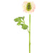 17.5" Silk Ranunculus Flower Stem -Pink/Green (pack of 12) - FSR298-PK/GR