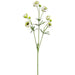 25" Silk Mini Runanculus Flower Stem -Cream (pack of 12) - FSR411-CR