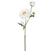 22.4" Ranunculus Silk Flower Stem -Cream (pack of 12) - FSR475-CR
