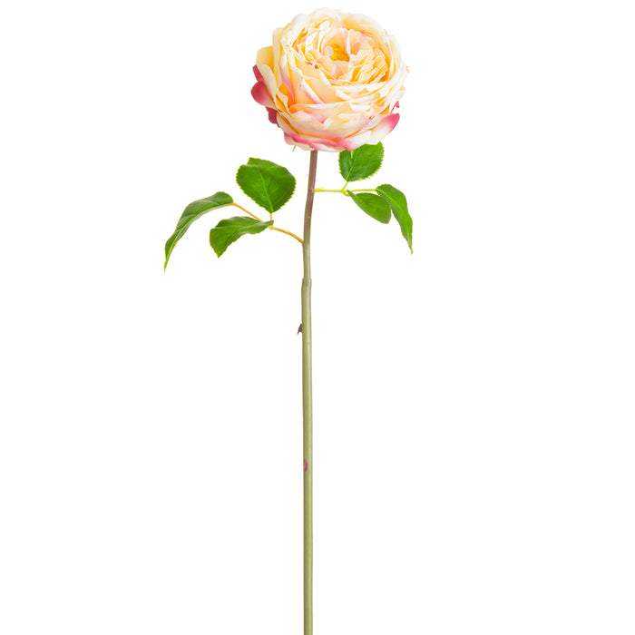 20" Silk Cabbage Rose Bud Flower Stem -2 Tone Pink (pack of 12) - FSR839-PK/TT
