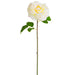 20" Silk Open Cabbage Rose Flower Stem -Cream/Blush (pack of 12) - FSR840-CR/BS