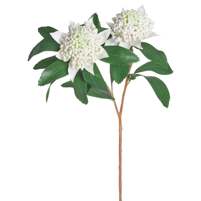 34" Silk Waratah Telopea Flower Stem -Cream (Pack of 12) - FST041-CR