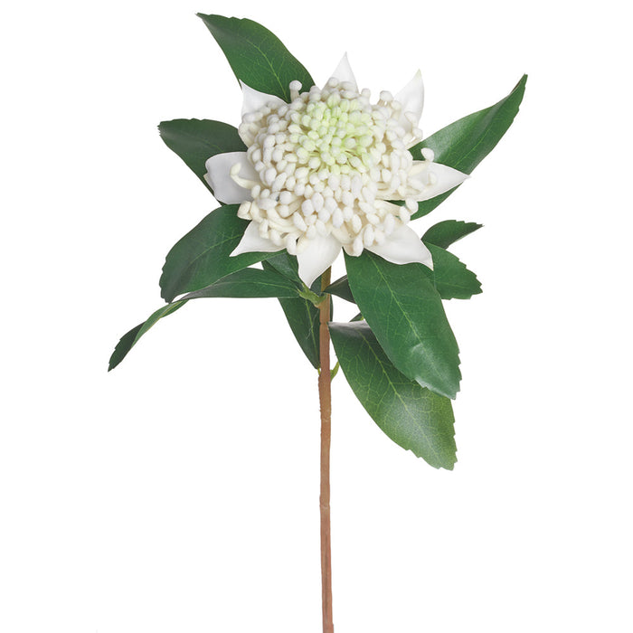 27" Silk Waratah Telopea Flower Stem -Cream (pack of 12) - FST042-CR